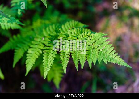Fronde di felce illuminata dal sole che risplende su uno sfondo boschivo ombreggiato, rivelando la texture intricata delle sue foglioline verdi Foto Stock