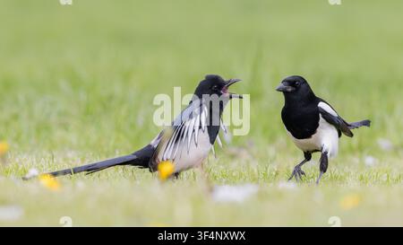 Pettegole [ Pica pica ] Due uccelli a terra in un campo del Somerset, UK Foto Stock