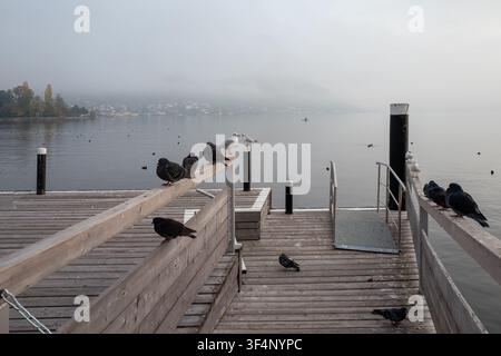 Vista mattutina nebbiosa del molo del lago Traunsee a Gmunden, Austria, con piccioni e gabbiani appollaiati su un pontile di legno sopra l'acqua calma. Foto Stock