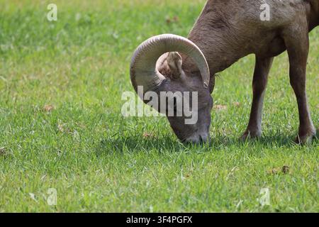 Maschio adulto di capra di montagna ( ariete) che pascola in un pascolo erboso verde sotto il sole luminoso dell'estate ( primo piano) Foto Stock