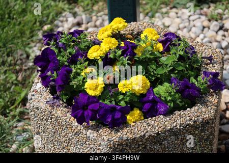 vasi hexagonali in cemento con fiori viola e gialli brillanti sotto il sole estivo ( primo piano, vista dall'alto ) Foto Stock