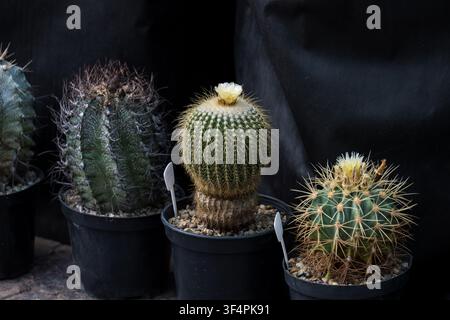 Varietà di cactus in fiore tra cui Parodia claviceps e Astrophytum capricorne che crescono in vasi di plastica, primo piano Foto Stock