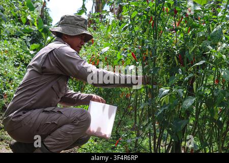Contadino asiatico che raccoglie peperoncini rossi freschi in una fattoria agricola Foto Stock