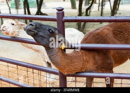Ritratto ravvicinato di un lama curioso che guarda direttamente l'obiettivo in un recinto dello zoo. Camellino amichevole con occhi espressivi e lunghe orecchie contro un Foto Stock
