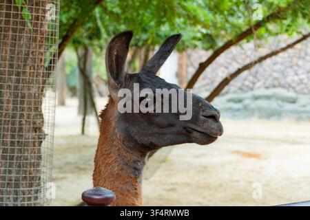 Ritratto ravvicinato di un lama curioso che guarda direttamente l'obiettivo in un recinto dello zoo. Camellino amichevole con occhi espressivi e lunghe orecchie contro un Foto Stock