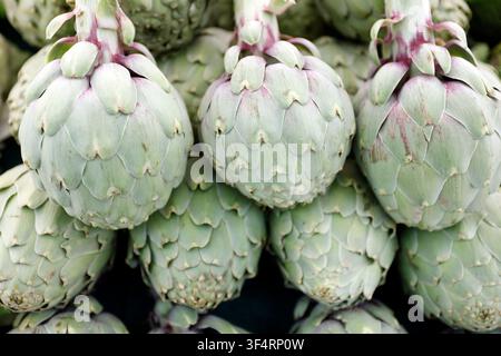Artischoki freschi, impilati in file ordinate, in un mercato contadino. Foto Stock