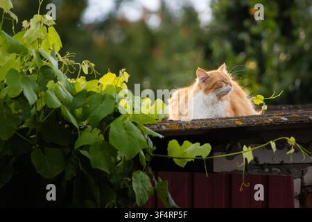 Gatto soffice color zenzero e bianco si riposa su un tetto rustico di capanno accanto a viti verdi rampicanti sotto una luce soffusa del pomeriggio creando una scena tranquilla nel cortile wi Foto Stock
