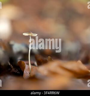 Cappello a lamelle rosa, un piccolo fungo che cresce nel bosco. Scatto macro. Sfondo sfocato nei colori autunnali Foto Stock