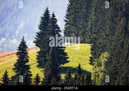 Prato montano illuminato dal sole si estende in una fitta foresta di abeti mentre gli alti sempreverdi proiettano lunghe ombre mattutine sul crinale erboso. Una leggera foschia rivela strati Foto Stock