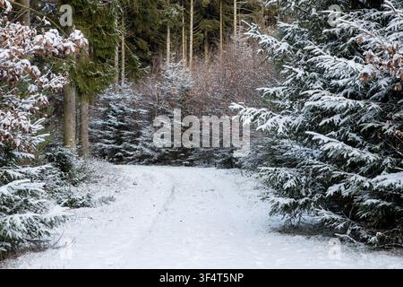 Sentiero in una magica foresta invernale coperta di neve Foto Stock