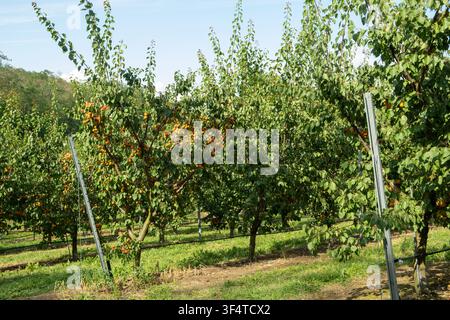 File di alberi di albicocche carichi di frutti maturi arancioni in un'azienda agricola. Foto Stock