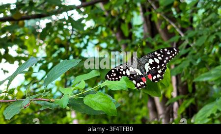 Una farfalla Lime Swallowtail (Papilio demoleus) a riposo con le ali aperte su foglie di prugno verde vibrante in un frutteto. Ideale per temi di natura in stock. Foto Stock