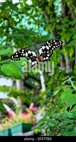 Una farfalla Lime Swallowtail (Papilio demoleus) a riposo con le ali aperte su foglie di prugno verde vibrante in un frutteto. Ideale per temi di natura in stock. Foto Stock