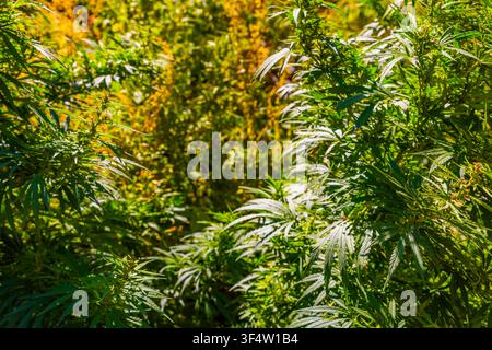 Vista ravvicinata di piante di cannabis dense con foglie verde vivace illuminate da una luce solare intensa. L'immagine cattura la texture intricata del fogliame Foto Stock
