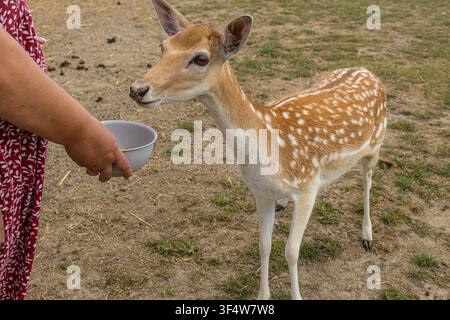 Un primo piano orizzontale delle mani di una donna che offre una ciotola con cereali a un giovane cervo maculato amichevole in un recinto di carezze per la conservazione della fauna selvatica Foto Stock