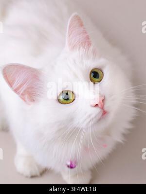 Ritratto in primo piano di un gatto Angora turco bianco puro con occhi verde vivace che guarda l'obiettivo Foto Stock