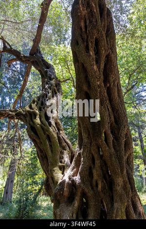 Texture intricata del tronco di un antico ulivo alla luce del sole, che mostra legno nodoso e fogliame verde Foto Stock