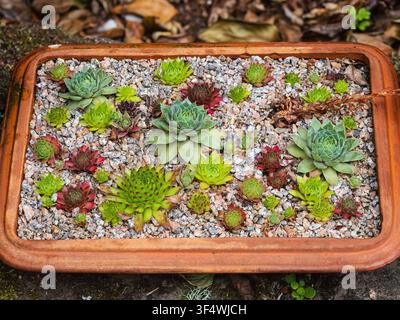 Collezione di diverse varietà del robusto succulento Semevivum, che mostra la gamma di colori disponibile Foto Stock