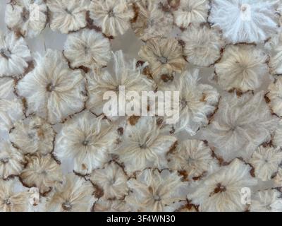 Sfondo decorativo con fiori essiccati naturalmente incapsulati in un'opera d'arte in resina trasparente Foto Stock