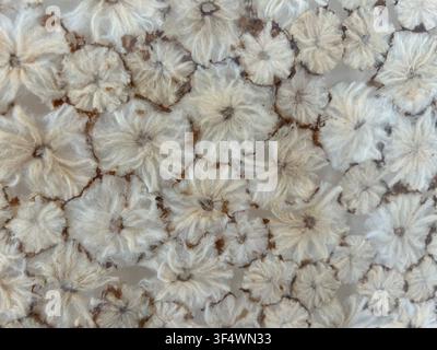 Sfondo decorativo con fiori essiccati naturalmente incapsulati in un'opera d'arte in resina trasparente Foto Stock