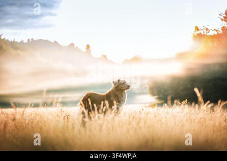 Nova Scotia Duck Tolling Retriever in piedi in un prato illuminato dal sole, erbe dorate che brillano attraverso la nebbia mattutina atmosferica all'alba. Foto di alta qualità Foto Stock
