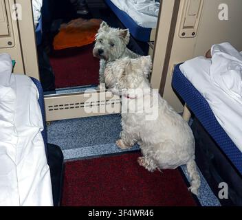 Un cane West Terrier è seduto comodamente in un vagone del treno, osserva con curiosità il suo riflesso nello specchio, circondato da letti e sedili. Foto Stock