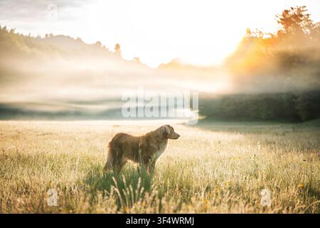 Nova Scotia Duck Tolling Retriever in piedi nell'erba alta del prato circondato dalla luce dorata e dall'atmosfera mattutina nebbiosa. Foto di alta qualità Foto Stock