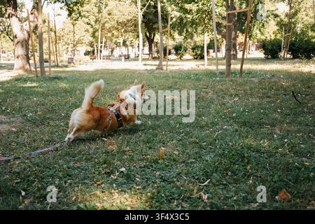Pembroke Welsh Corgi rosso e bianco che corre energicamente attraverso un parco erboso mentre è attaccato a un guinzaglio. Cane di razza attivo che si gode l'esercizio all'aperto Foto Stock