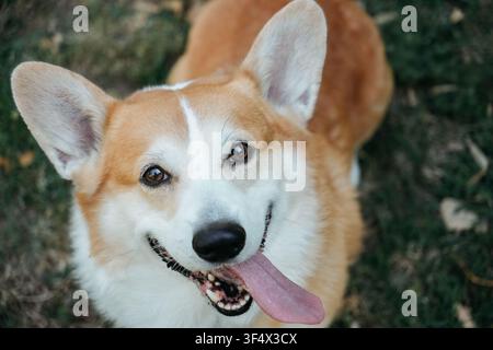 Ritratto dettagliato in primo piano di un Corgi gallese di Pembroke con occhi espressivi e un'espressione felice. Cane da compagnia amichevole fotografato all'aperto. Foto Stock