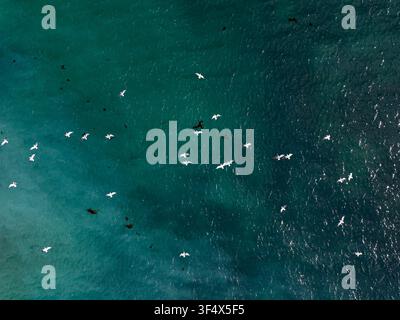 Vista aerea di gabbiani che volano sulle acque turchesi dell'oceano a Hamelin Bay, Australia Occidentale, Australia. Foto Stock