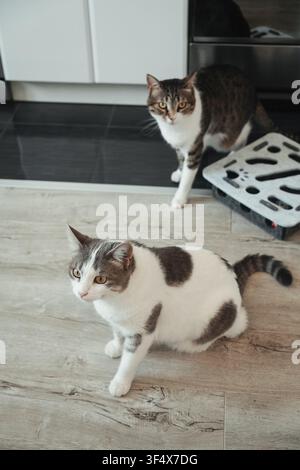 Due gatti domestici seduti insieme su un pavimento di legno in una casa moderna. Scena interna tranquilla che mostra compagnia e comportamento attento. Foto Stock