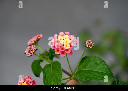 Prima piano di fiori di Lantana camara rosa e gialli vibranti circondati da una vegetazione verde rigogliosa. Sfondo floreale bellissimo perfetto per concetti di natura, giardinaggio, botanica ed estate. Foto Stock