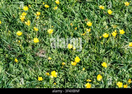 Fiordalisi che crescono nell'erba in una giornata di primavera soleggiata, Londra, Regno Unito Foto Stock