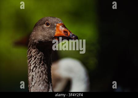 Prima piano di un'oca Foto Stock