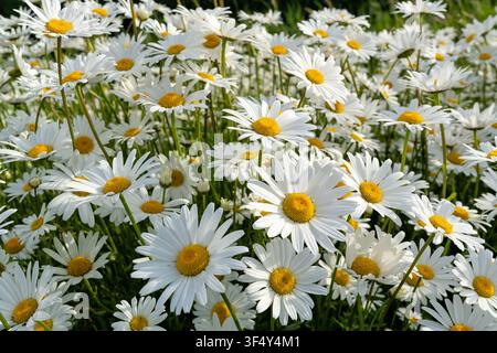 ammasso di margherite occhi-di-bue (Leucanthemum vulgare) Foto Stock