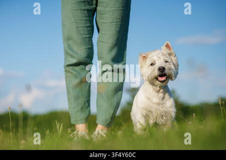 Un cane gioioso cammina accanto al suo proprietario in un campo verdeggiante, mostrando il legame di amore e cura tra loro in uno splendido ambiente all'aperto. Foto Stock