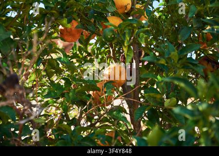 Vista ravvicinata di arance fresche e mature appese tra foglie verdi lussureggianti sui rami di un albero di agrumi maturo in un frutteto soleggiato, Grecia Foto Stock
