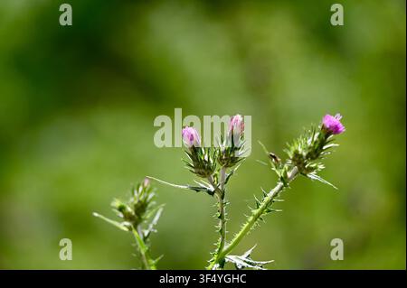 Un macroscatto di boccioli di cardo viola (Cirsium / Carduus) in fiore su uno stelo spinoso, contro uno sfondo naturale verde sfocato, ideale per concetti di flora selvatica e ambiente. Foto Stock
