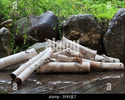 Tratti di betulla freschi giacciono umidi su un ponte di legno. Rocce e vegetazione circondano il mucchio. Il quieto epilogo della natura riposa in questa scena. Ideale per rustico o ou Foto Stock