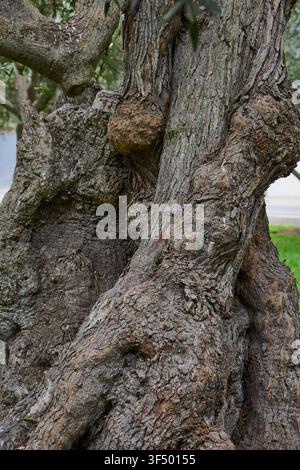 Tronco di vecchio ulivo con corteccia ruvida e strutturata e nodi prominenti Foto Stock