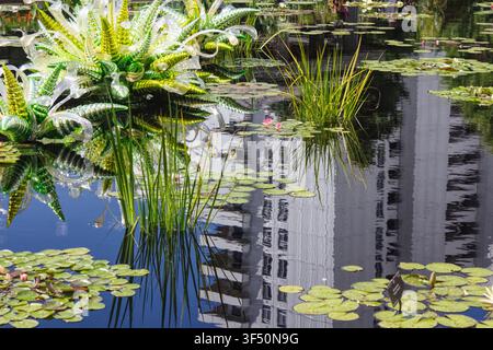 16 agosto 2014 - Giardini botanici di Denver, Colorado - Vista di piante verdi posizionate dietro una superficie in vetro strutturata che incorpora il vetro di Chihuly Foto Stock