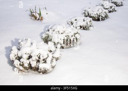Un tranquillo scenario invernale caratterizzato da numerosi cespugli sempreverdi e ciuffi di erba ricoperti di neve fresca, che creano una tranquilla vista del giardino Foto Stock