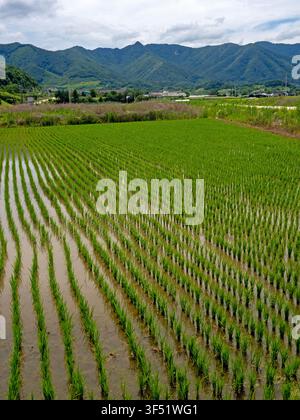 Campo di riso vicino a Suanbo, Corea del Sud Foto Stock