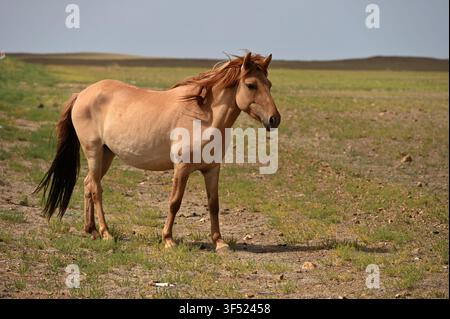 Ritratto del cavallo su un prato alpino in Mongolia Foto Stock