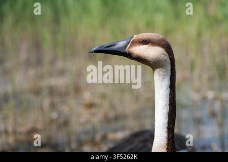 Ritratto dettagliato di un'oca cignescendente con sfondo naturale Foto Stock