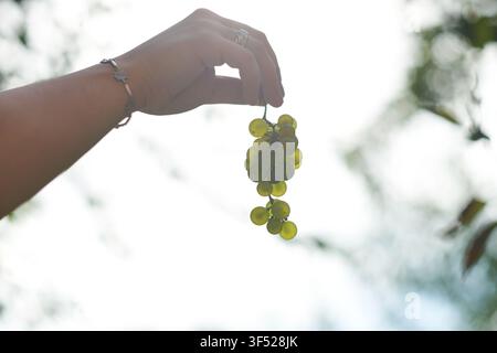Primo piano di una mano che tiene un piccolo grappolo di acini verdi freschi su uno sfondo sfocato luminoso, evidenziando i dettagli del frutto maturo e della texture della pelle Foto Stock