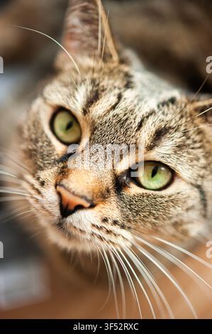 Ritratto ravvicinato di un gatto tigrato marrone con occhi verdi e lunghi baffi bianchi, fotografato con luce naturale calda e messa a fuoco sfocata Foto Stock