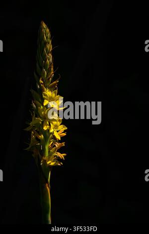 Bulbine africana gialla (Bulbine frutescens) isolata illuminata su sfondo scuro, riserva naturale di Helderberg, Capo Occidentale, Sudafrica. Foto Stock