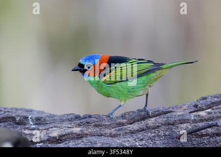 Tangara dal collorosso alla Trilha dos Tucanos nella foresta pluviale atlantica del Brasile Foto Stock