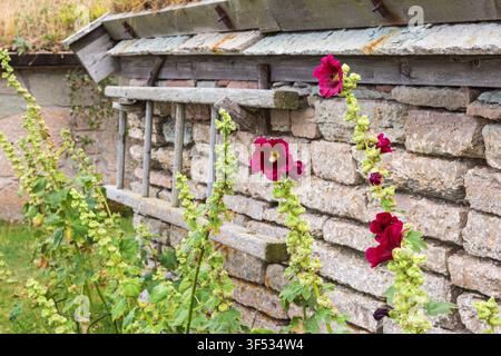 Fiori al muro di pietra nel giardino Foto Stock